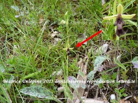 ophrys insectifera ou orchidée mouche